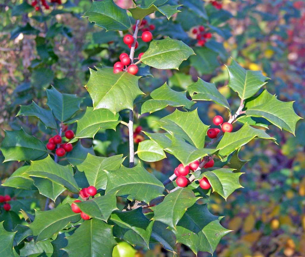 Yaupon (Ilex vomitoria) leaves