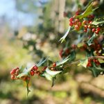 Yaupon Holly (Ilex vomitoria)