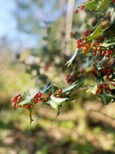 Yaupon Holly (Ilex vomitoria)