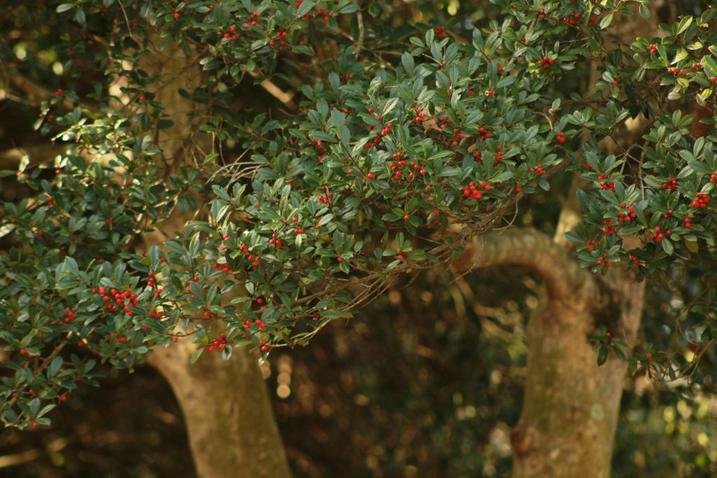 Yaupon holly (Ilex vomitoria) tree