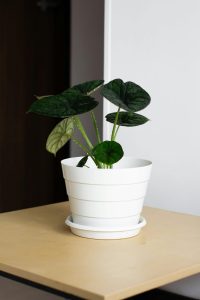 Vibrant alocasia in a white pot on a wooden table, perfect for home decor inspiration.