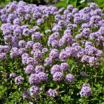 Thyme benefits