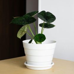 Vibrant alocasia in a white pot on a wooden table, perfect for home decor inspiration.