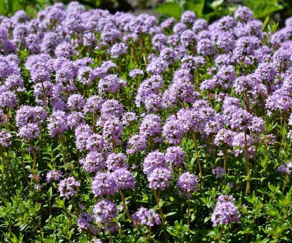 Thyme benefits